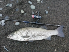 ヒラスズキの釣果