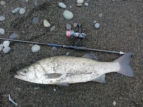 ヒラスズキの釣果