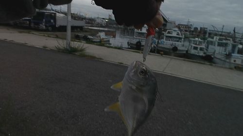 メッキの釣果
