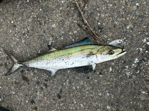 サゴシの釣果
