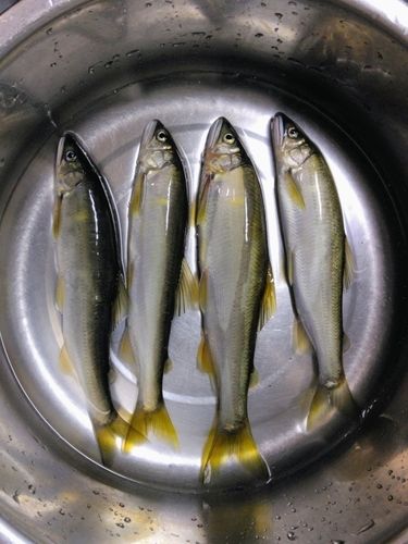 アユの釣果