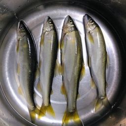 アユ