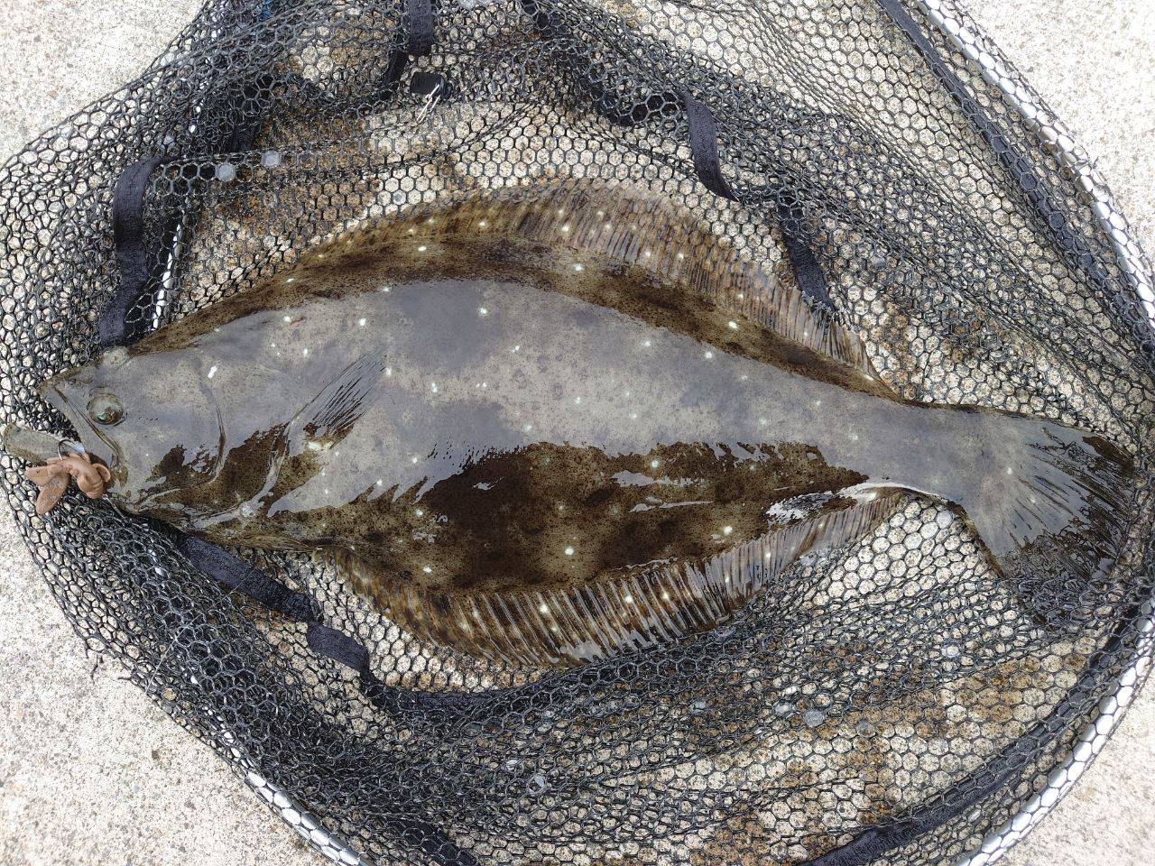 TENRYU ロックアイ ヴォルテックス RV74B-Mの最安値・インプレ・釣果