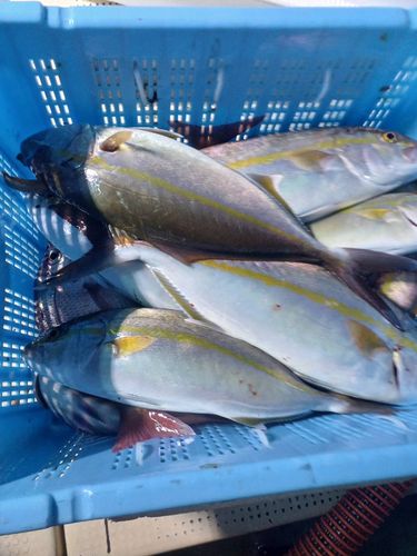 カンパチの釣果