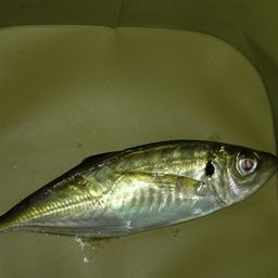 アジ