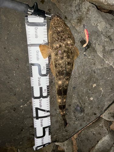 マゴチの釣果