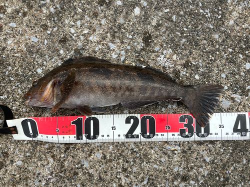 アブラコの釣果