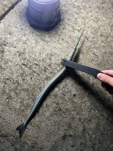 サヨリの釣果