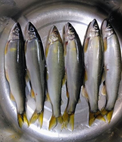 アユの釣果