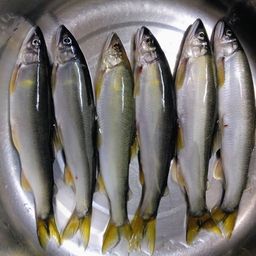 アユ