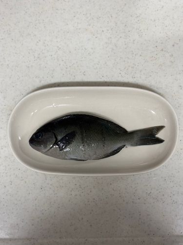 メジナの釣果
