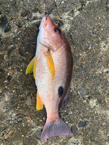 クロホシフエダイの釣果