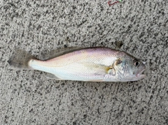 シログチの釣果