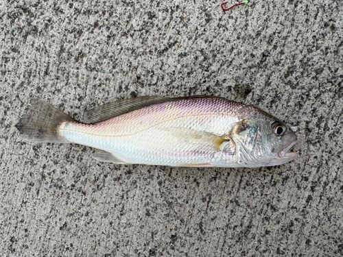 シログチの釣果