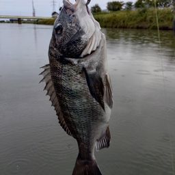 クロダイ
