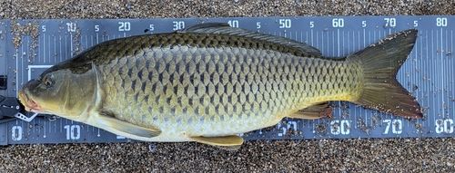 コイの釣果