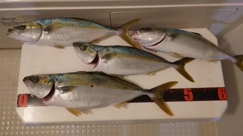イナダの釣果