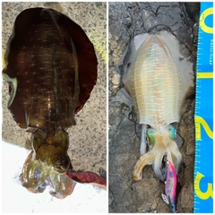 アオリイカの釣果