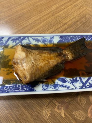 オオモンハタの釣果