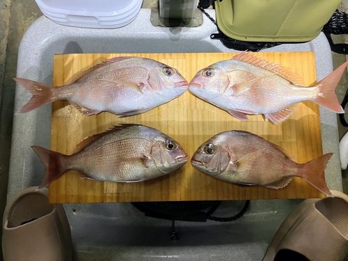 マダイの釣果