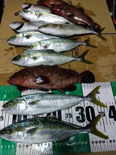 ツバスの釣果