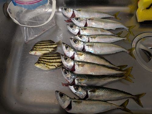 マサバの釣果