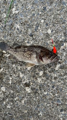 クロソイの釣果