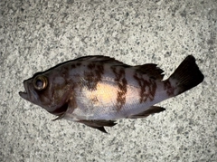 メバルの釣果