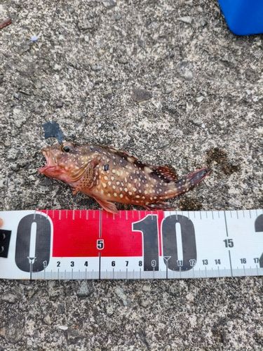 カサゴの釣果