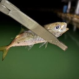 アジ