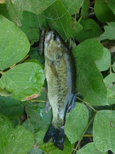 ブラックバスの釣果