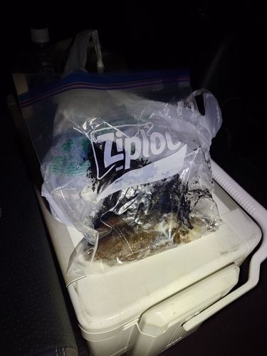 コウイカの釣果