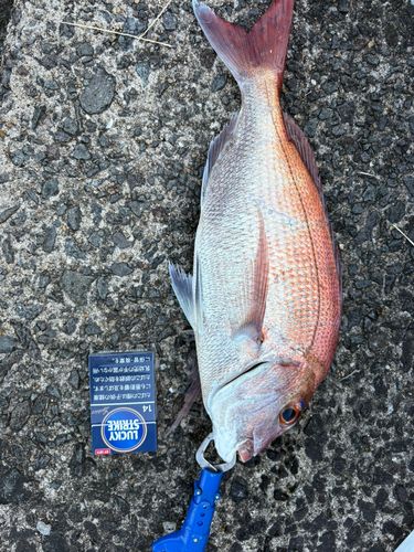 タイの釣果
