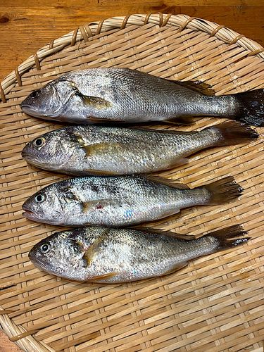イシモチの釣果