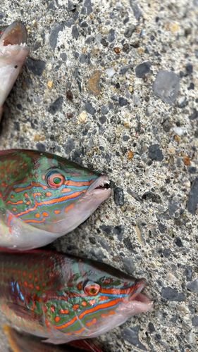 キュウセンの釣果