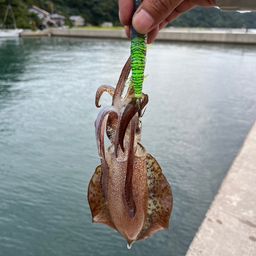 アオリイカ