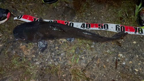アメリカナマズの釣果