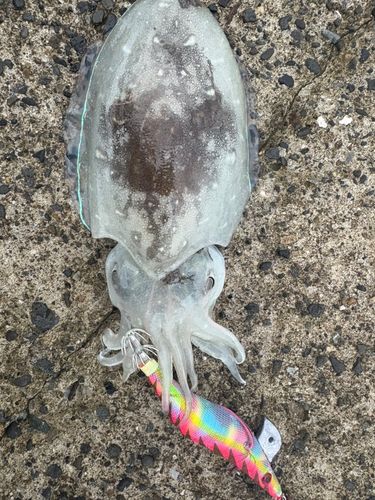 コウイカの釣果