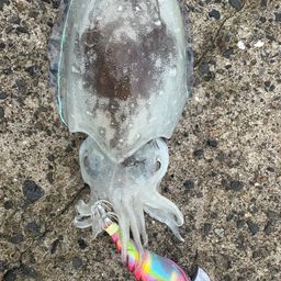 コウイカ