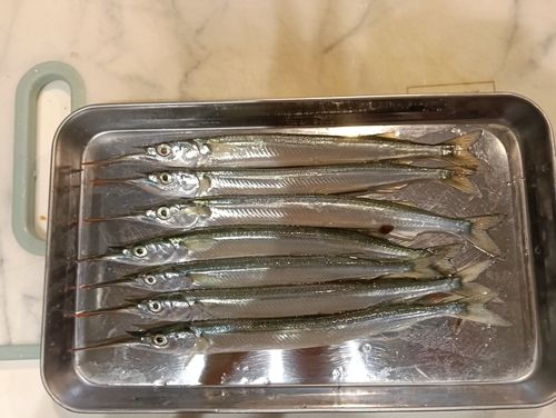 サヨリの釣果
