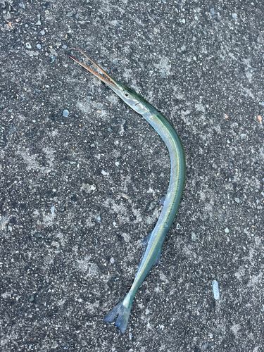 ダツの釣果