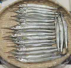 サヨリの釣果