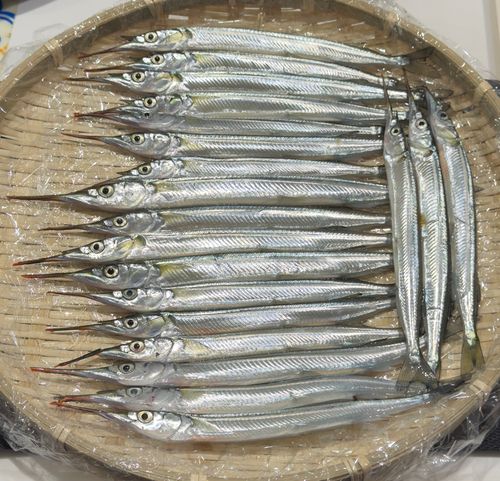 サヨリの釣果
