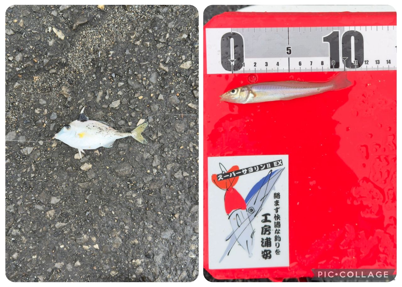 サヨリ