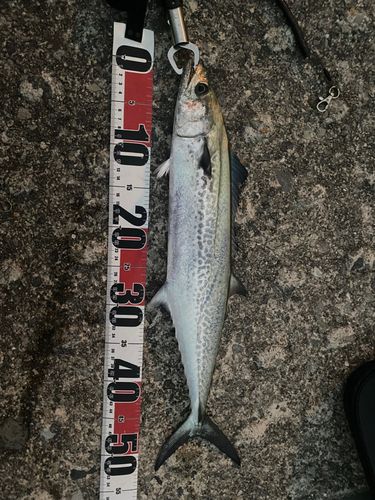 サゴシの釣果