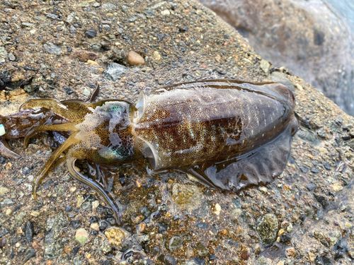 アオリイカの釣果