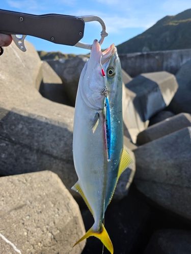 フクラギの釣果