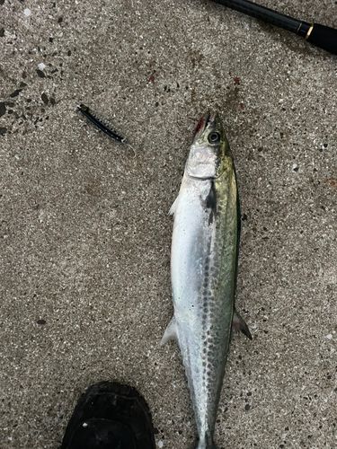 サゴシの釣果