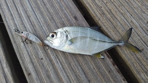 ギンガメアジの釣果