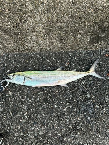 サゴシの釣果